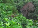 Maunawili Demonstration Trail Waimanalo side